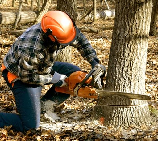 Tree Removal in Erath, LA